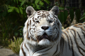 Fototapeta na wymiar tiger of bengal