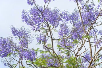 flowering trees of jacaranda