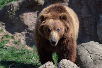 Obraz premium Portrait of brown bear (Ursus arctos beringianus). Kamchatka brown bear.