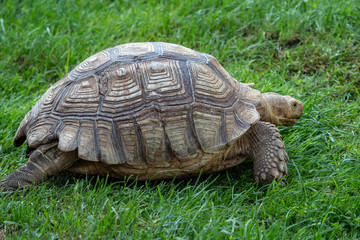 African spurred tortoise (Geochelone sulcata) in the grass