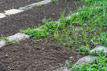 Young garlic on the garden bed