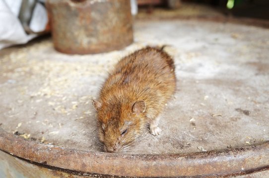 A Red Rat On A Rusty Iron Surface! 