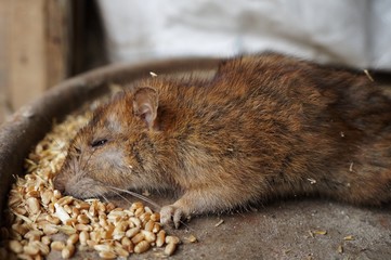 A red rat on an iron surface near the grain! 