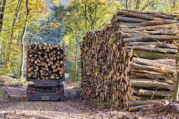 Holztransport