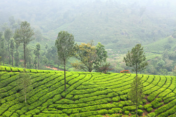 Tea plantations in Kerala, South India