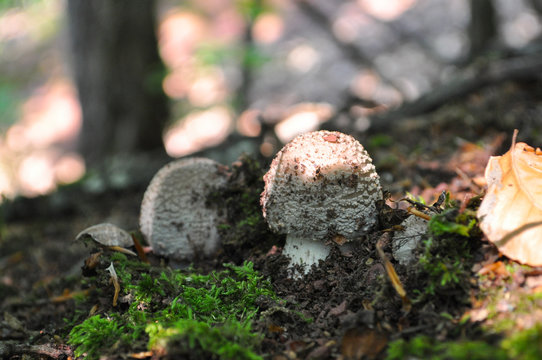 Delicious edible mushroom - the blusher 