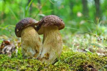 Fresh porcini mushrooms in forest. Brown boletus mushroom, greater edible mushroom