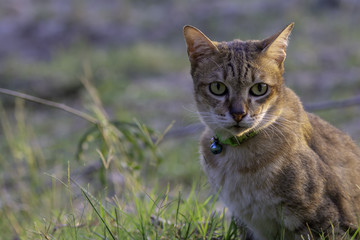 Obraz premium Cats sit in the evening sun in the field.