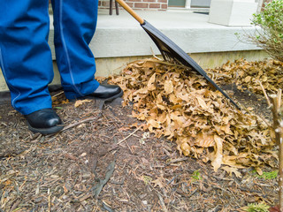 Man in denim dungarees raking dead leaves