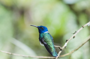 Obraz premium Blue Hummingbird (Trochilidae) sitting on a branch / Blue Hummingbird (Trochilidae) sits on a branch, cloud forest, Ecuador.