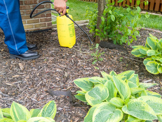 Man spraying fresh weeds in a flowerbed