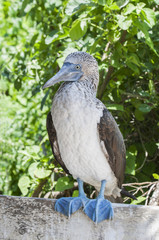 Blue-footed booby, Sula nebouxii / Blue-footed booby are standing on a wooden board, Ecuador.