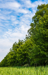 Obraz premium Green trees by wheat field at the edge of Prague