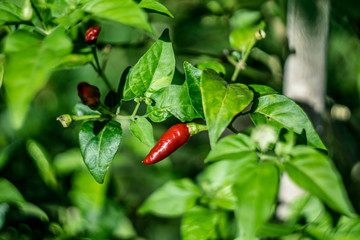 Chili pepper plant on an organic farm in Cambodia.