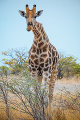 Cute Giraffe Head with the tongue, Etosha National Park, Namibia, Africa