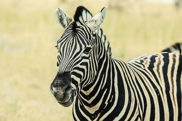 Fototapeta na wymiar Zebra`s head, Etosha National Park, Namibia, Africa