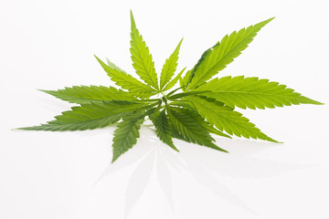 Cannabis leaf, marijuana leaf isolated on white