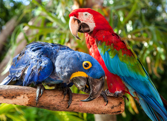 Colorful couple red and blue macaws sitting on log.