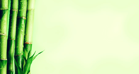 Obraz premium Bamboo