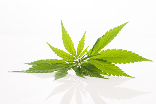 Cannabis leaf, marijuana leaf isolated on white