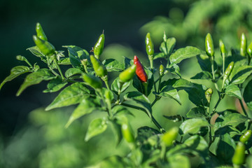 Ripe red chili pepper surrounded by unripe green chili peppers.