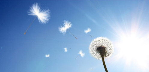 Schöne Pusteblume © Thaut Images