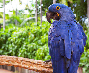 Hyacinth macaw playing in tree, pantanal, brazil, blue bird parrot