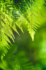 Fern leaf green nature background evening light