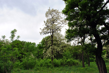 Trees with green leaves, blooming white acacia, meadow in park, blue cloudy sky 