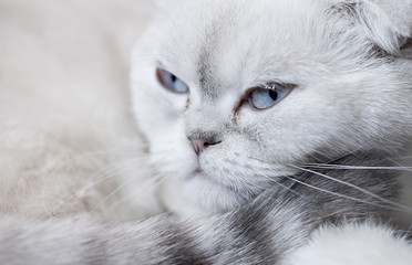 Portrait of white scottish fold cat lying.