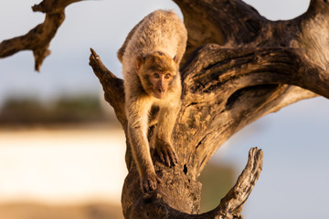A macaque monkey in a tree