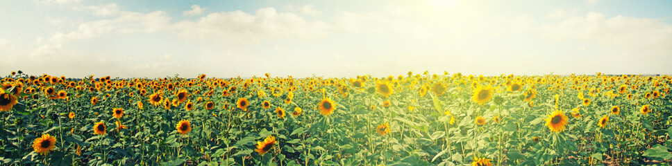 Wunderschöne Sonnenblumen