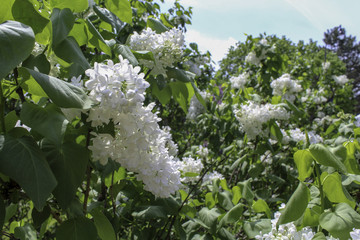 White lilacs blooming in the spring sunshine