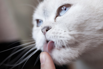 Portrait of white scottish fold cat lying.
