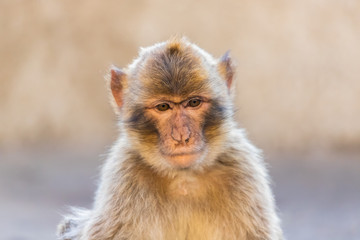 Portrait of a macaque at sunset. 