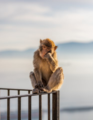 Sad macaque in contemplation. 