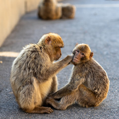 Two macaques grooming. 