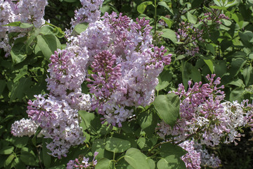 Pink lilacs blooming in the springtime sunshine