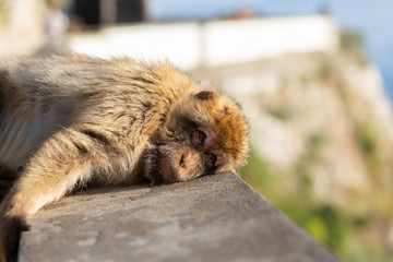 A macaque lying on a wall. 