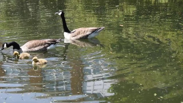 Canada geese and goslings in the Regent’s canal in London