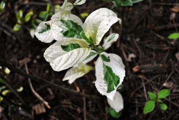 White leaves with green patches, close up branch detail, dark blurry ground background texture, top view