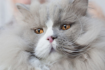 портрет пушистого серого кота