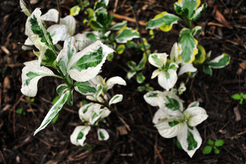White leaves with green patches, dark blurry ground background texture, top view