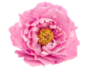 terry pink peony flower isolated © Tetiana