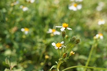 Deisy flower and blur background