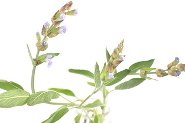 Sage leaves and flowers
