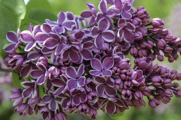 Purple lilac with with edges. The 'Sensation' lilac close up 