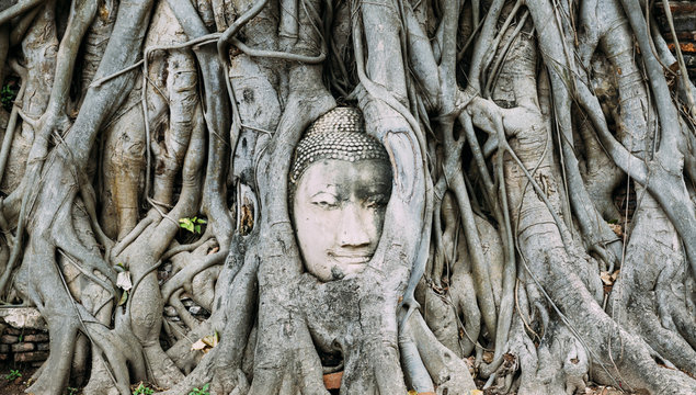 Thailand, Ayutthaya, Buddha head in between tree roots at Wat Mahathat