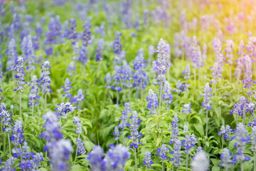 Obraz premium Beautiful purple lavender with the sunlight in the garden.