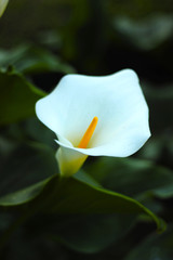Fototapeta na wymiar White Flower Garden